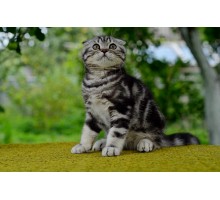 AMUR