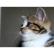Котята на продажу