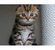 Олаф