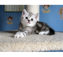 Скай