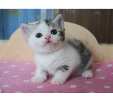 Кевин