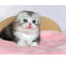 Симба