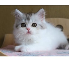Несси 