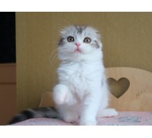 Вики
