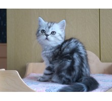 Ворсик