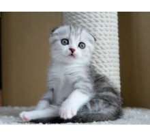 ﻿Nicolas