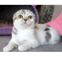 УНИКА