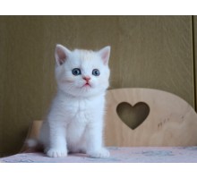 Уилсон