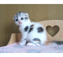 Девочка